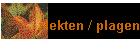 ziekten / plagen