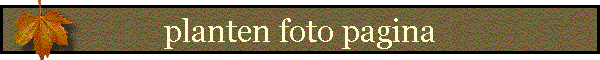 Fotopagina 2